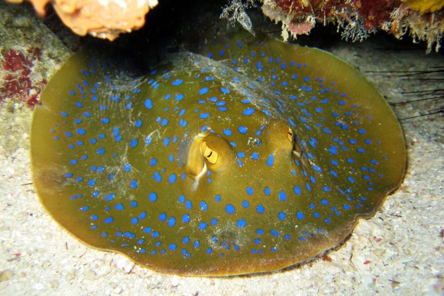 Blue spotted Stingray