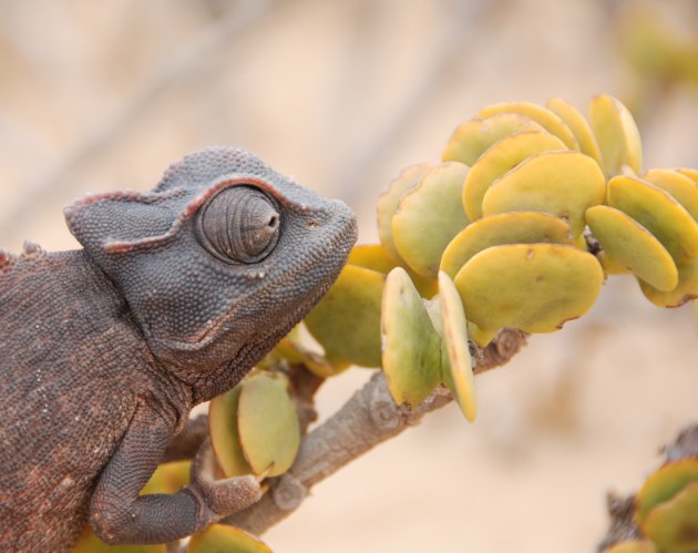 Living Desert tour