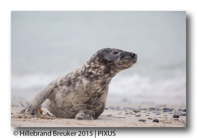 Grijze zeehond