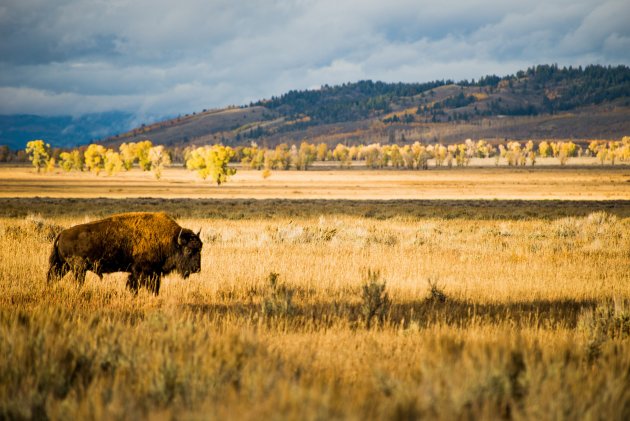 Bizon in Grand Teton NP