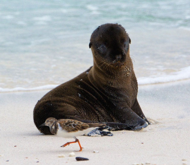 Nieuwsgierige Baby zeeleeuw en een strandloper 