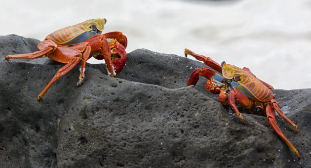 Crab's on Galapagos ISland 