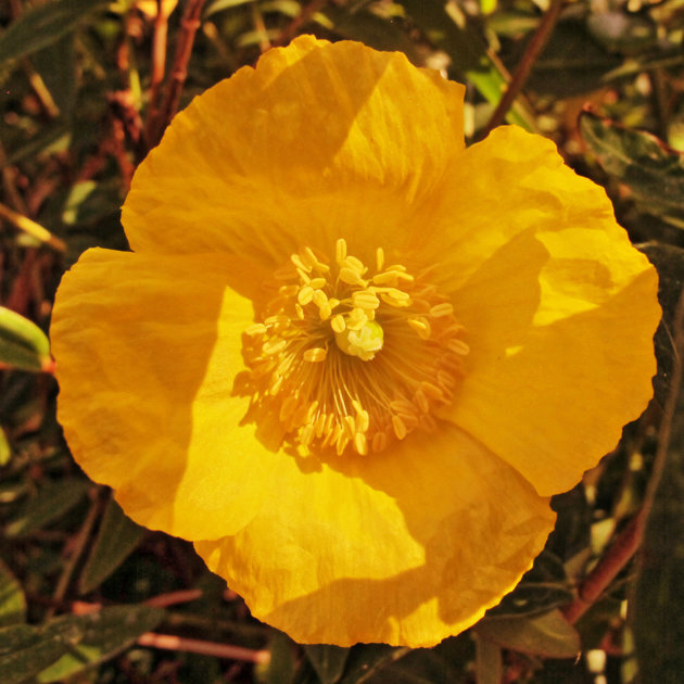 Gele  klaproos (De gele hoornpapaver)