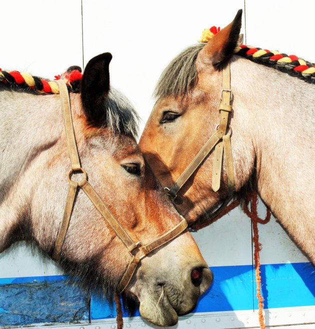 Prachtige boerenpaarden