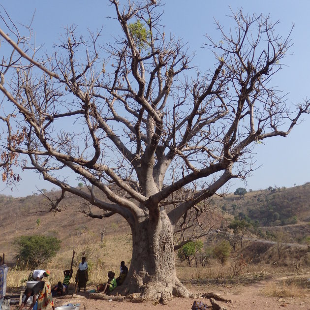 Onder de Baobab