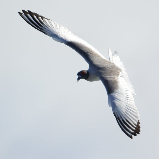 Swallow-tailed Gull op Galapagos