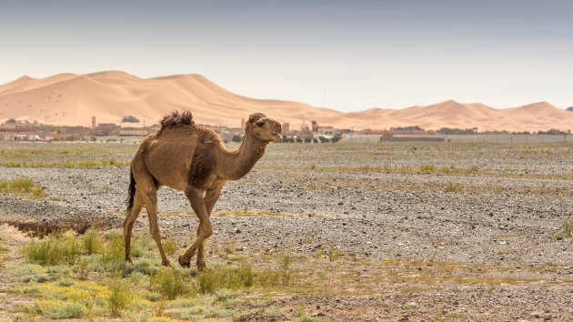 Zicht op de duinen van Erg Chebbi 