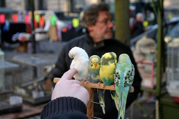 Vogelenmarkt (3)