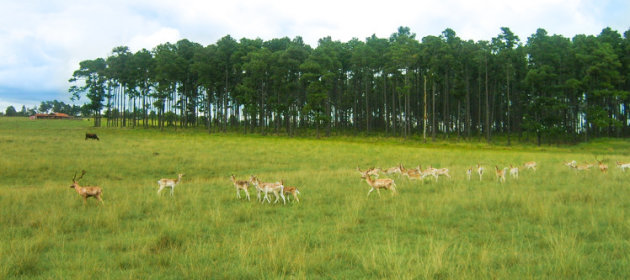 Pinares de Mayari