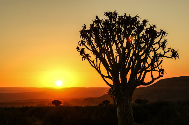 Zonsondergang tussen de kokerbomen