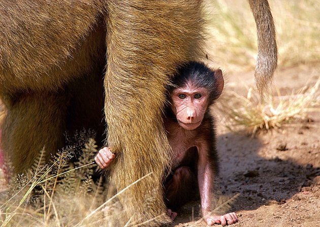 Baby baboon