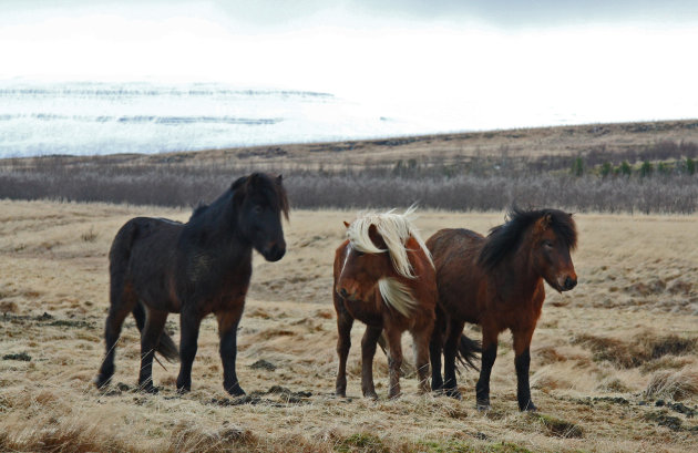 Paarden in de winter