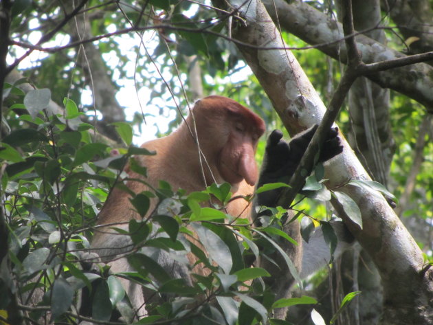 Neusapen spotten in Bako National Park