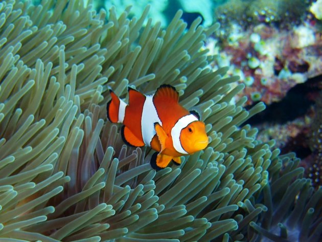 Anemonefish Sipadan