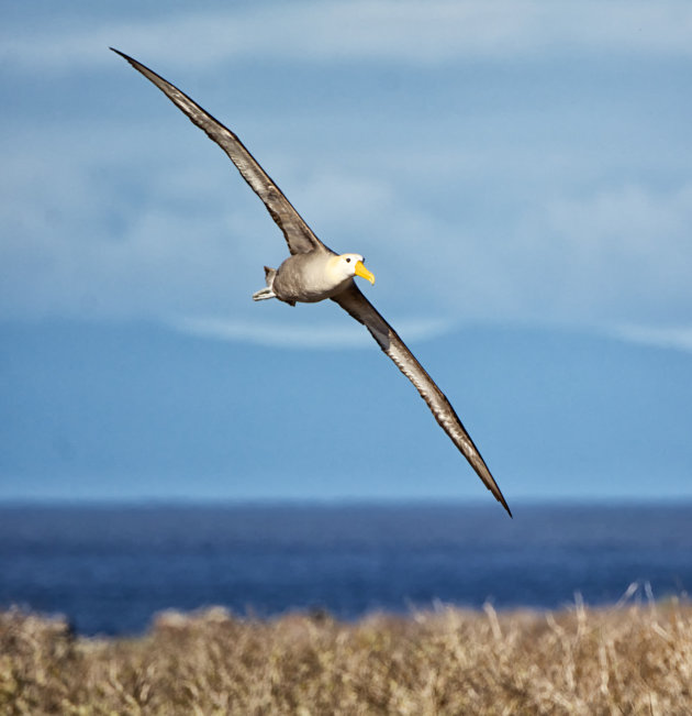 Zwevende Albatros