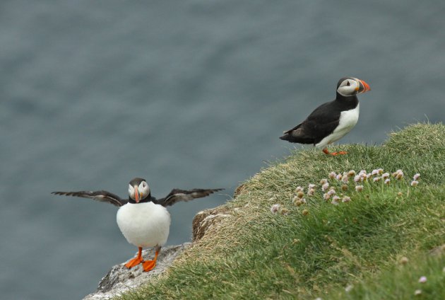 Puffins Rauðinúpur