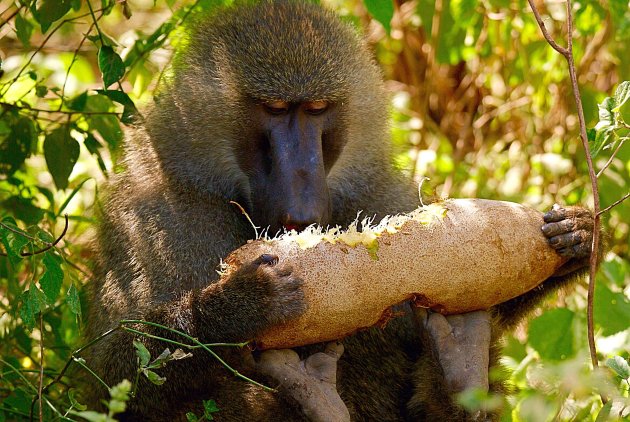 Eten op z'n baboons met handen en voeten