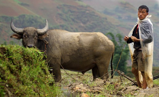 Buffelen in Sapa