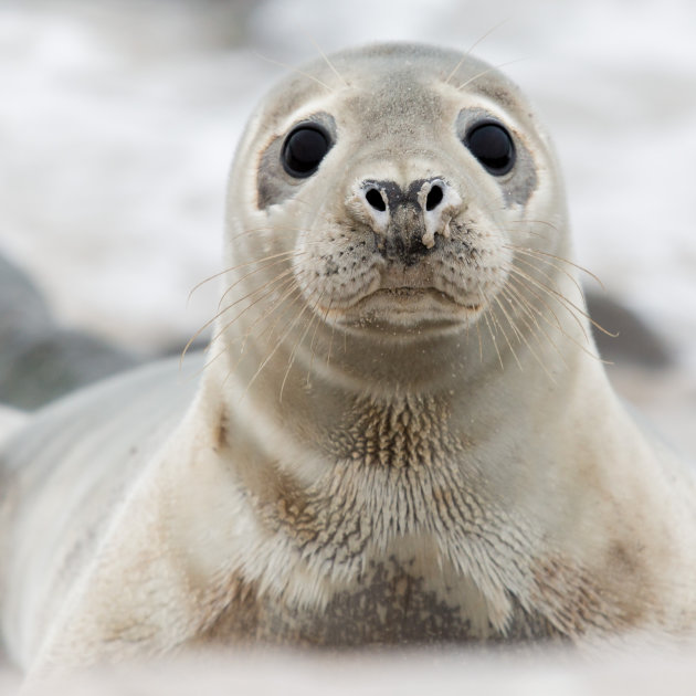 Een schattig zeehondje