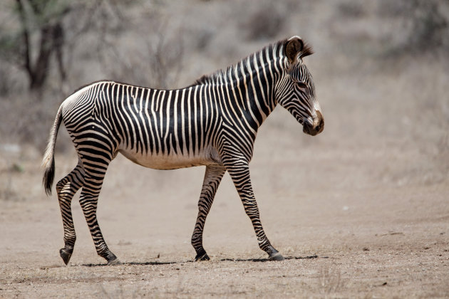 grevy zebra