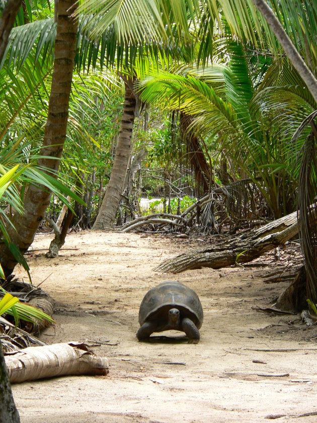 landschildpad