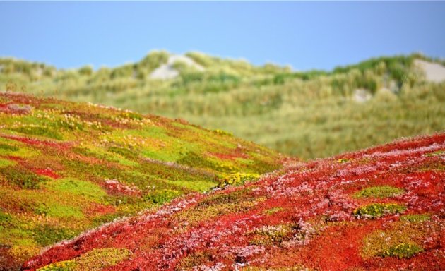 Natuurlijke dakbedekking