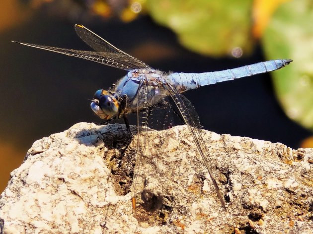 Libelle op rotssteen