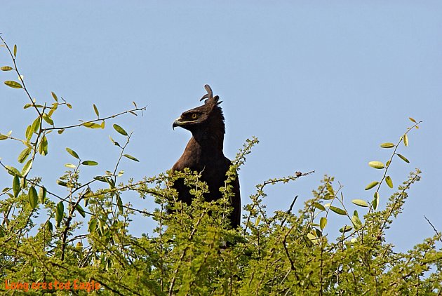 Long Crested Eagle