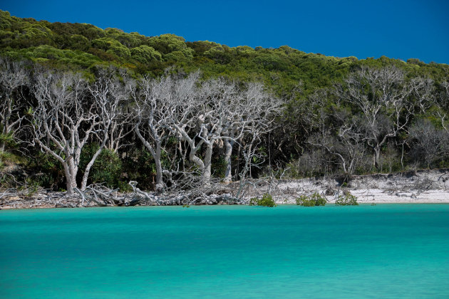 Whitsunday beach trees 