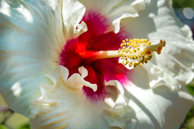 Witte Hibiscus