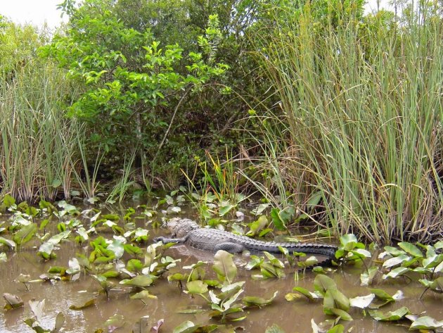 Alligator Everglades