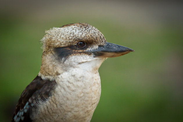 Kookaburra