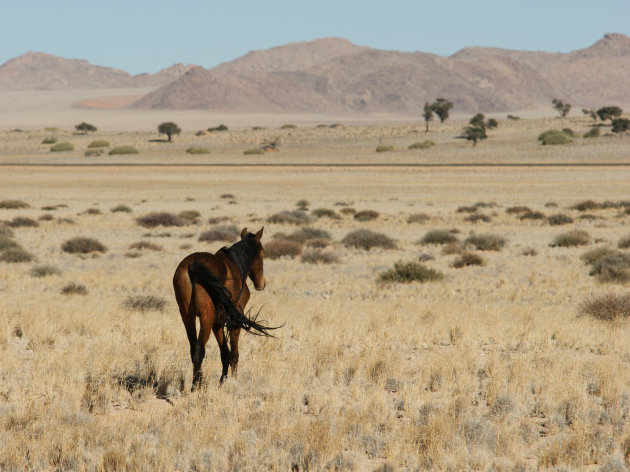 Wilde paarden bij Aus