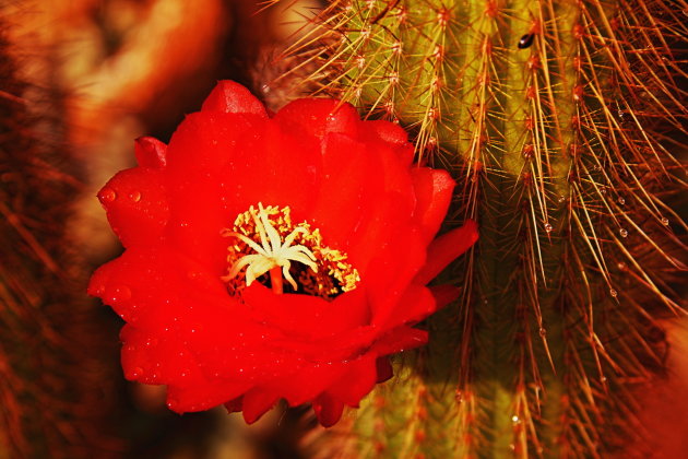 Cactus bloem