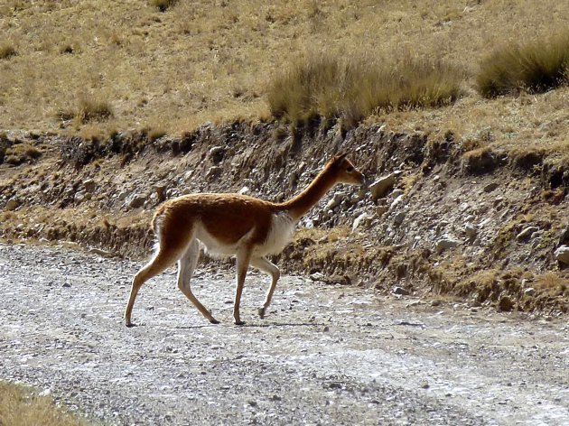 Vicuna