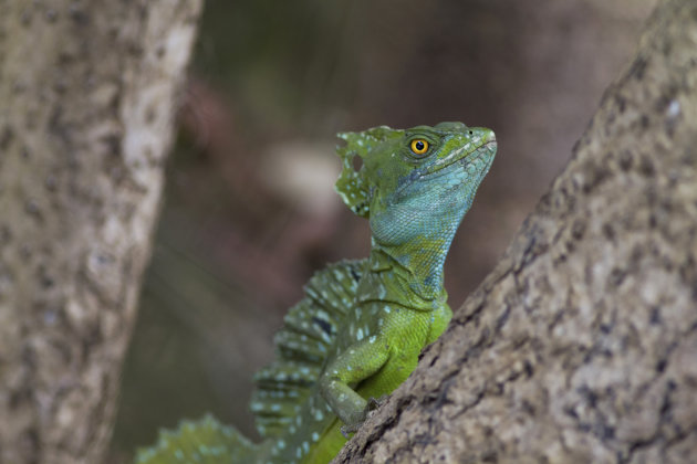 Groene Helmbasilisk