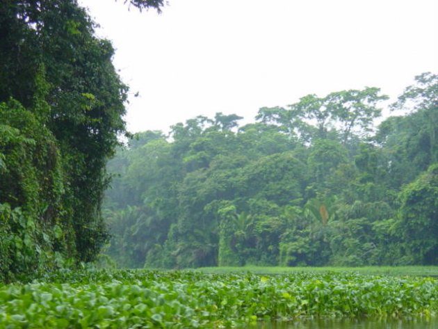 Tortuguero N.P.