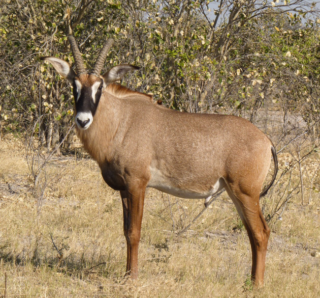 Roan Antilope