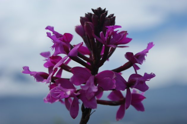 Bloem in de Papallacta-hooglanden