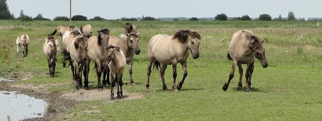 Konikpaarden