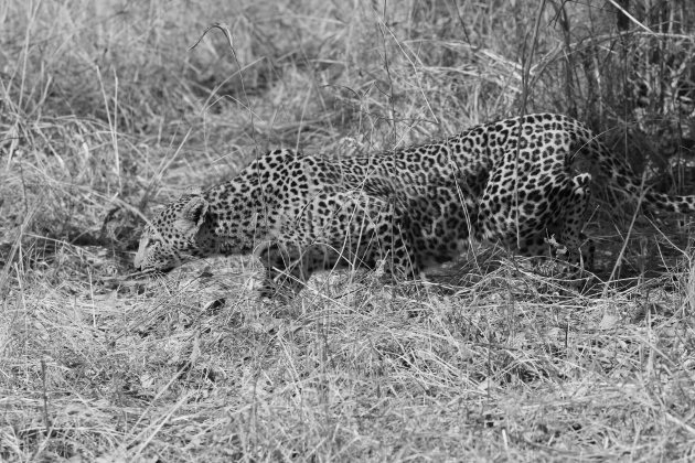 Black and White leopard