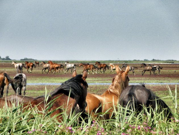 Nationaal Park Lauwersmeer