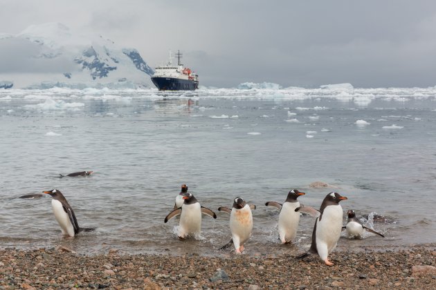 Pinguïnlanding