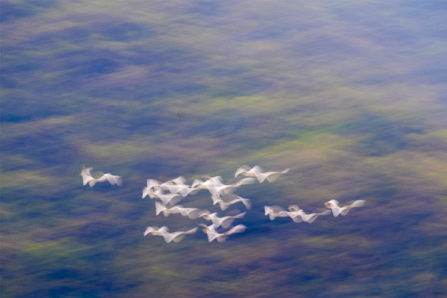 Een vlucht vogels boven Pokhara