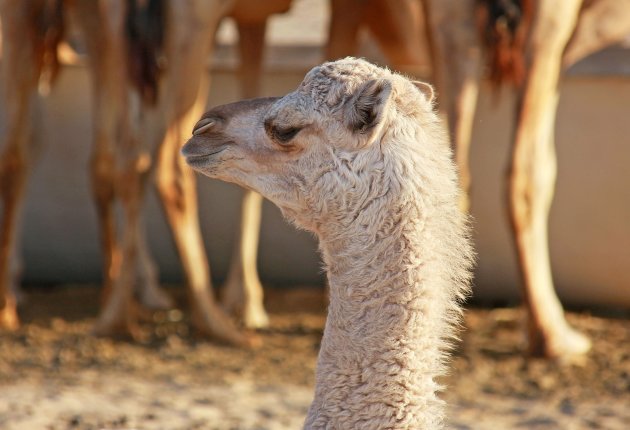 Baby camel