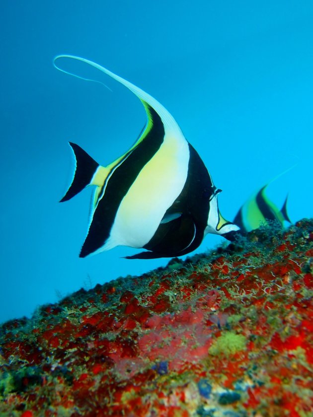 Moorish idol