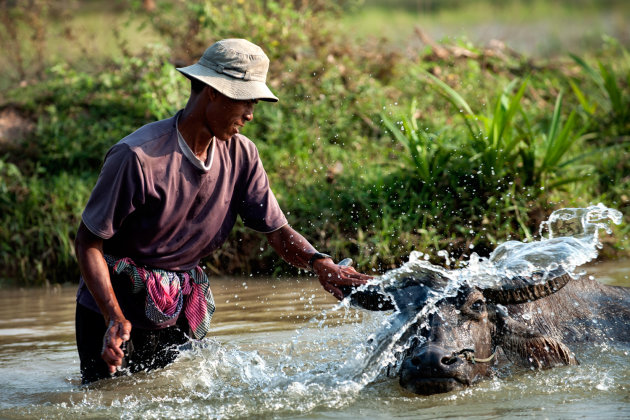 Een koe is een waar bezit voor de Cambodjaan