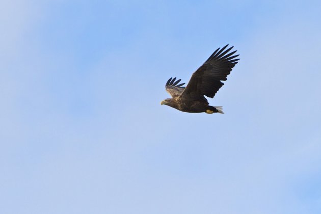 Zeearendsafari bij Ringstad