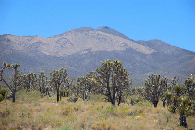 Wee Thump Joshua Tree Wilderness Area