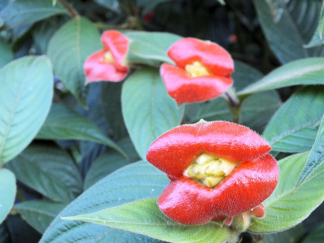 Labios de novia